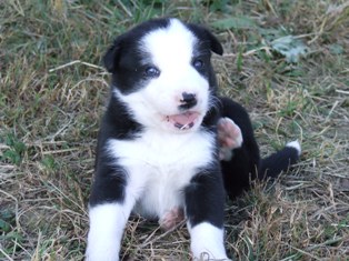 Puppy 13